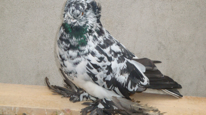 DSC00486