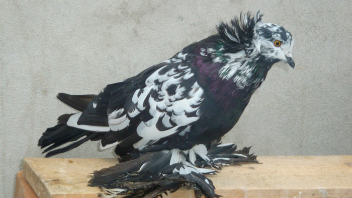 DSC00500