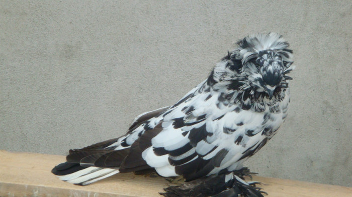 DSC00501