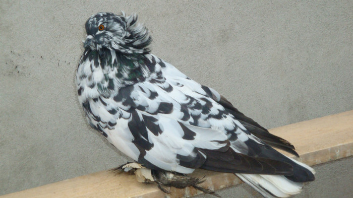 DSC00497