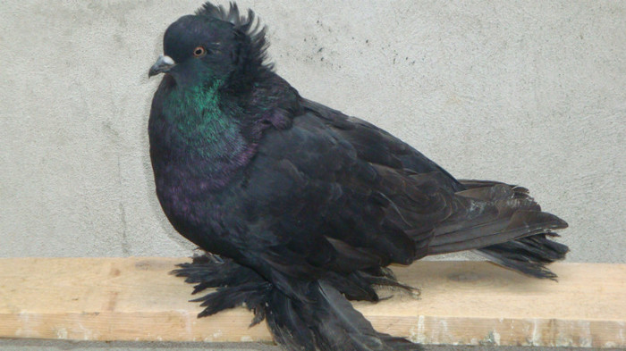 DSC00510