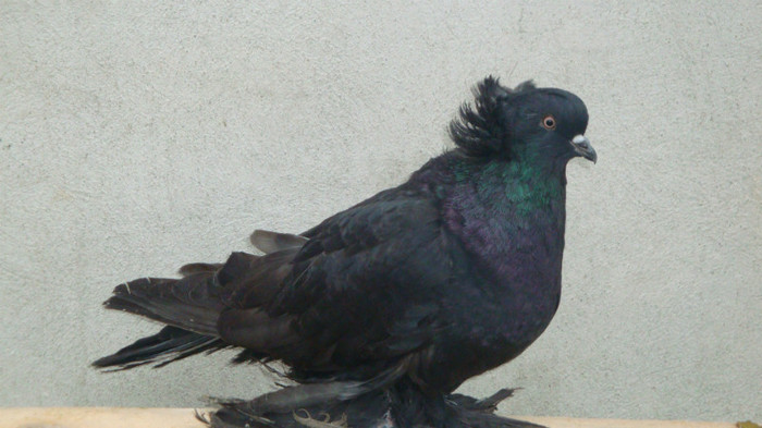 DSC00511