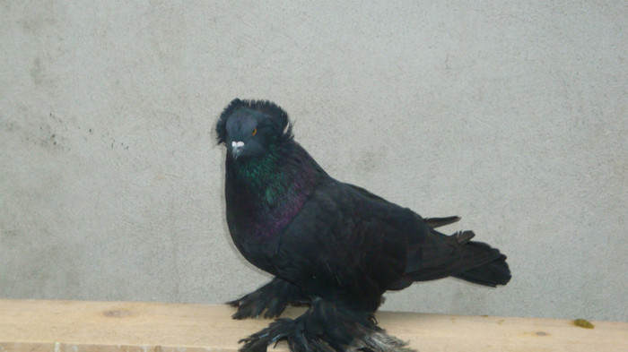 DSC00515