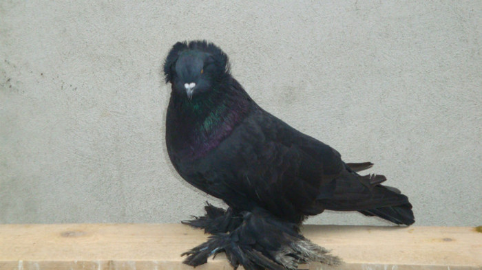 DSC00516