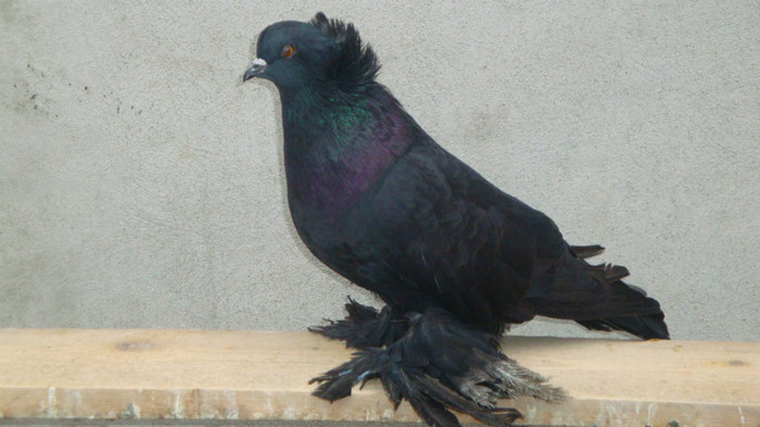 DSC00517