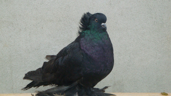 DSC00512