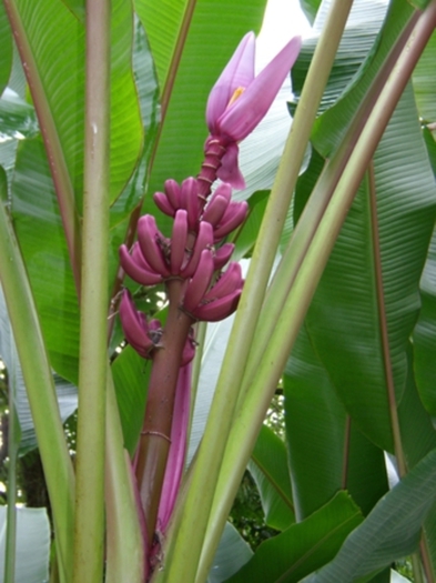 Musa_paradisiaca_royalii