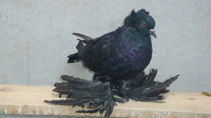 DSC00519