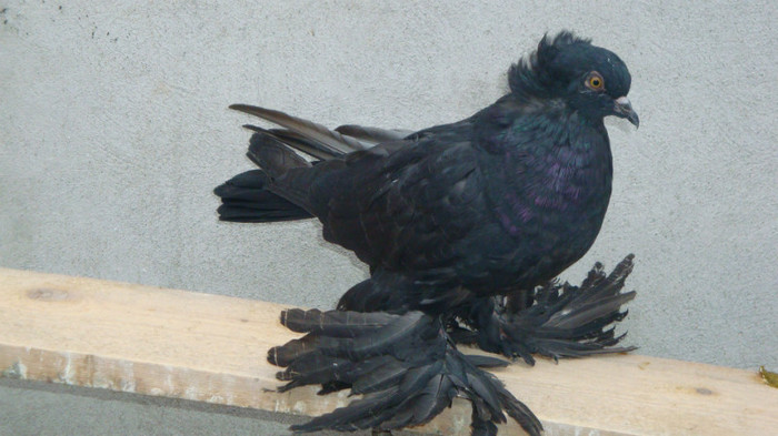 DSC00520