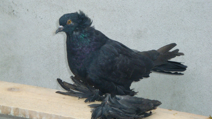 DSC00521