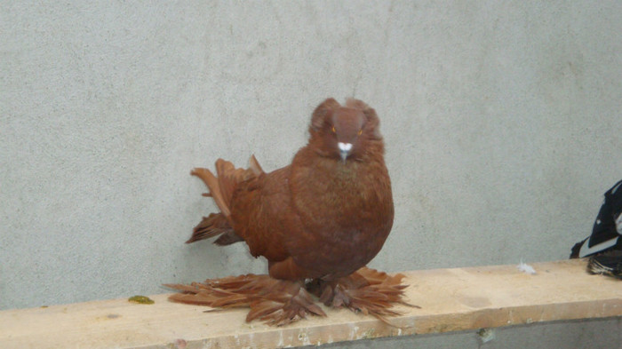 DSC00527