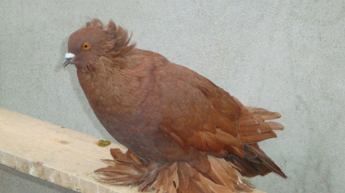 DSC00529