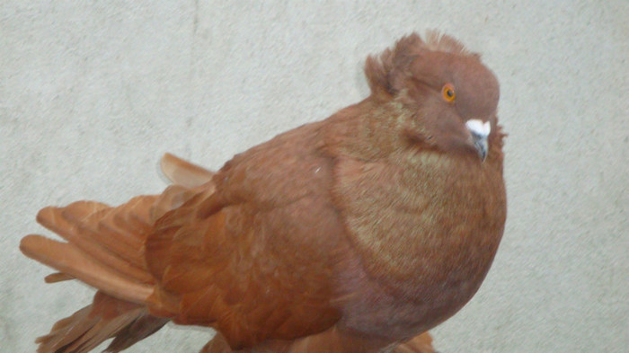 DSC00531