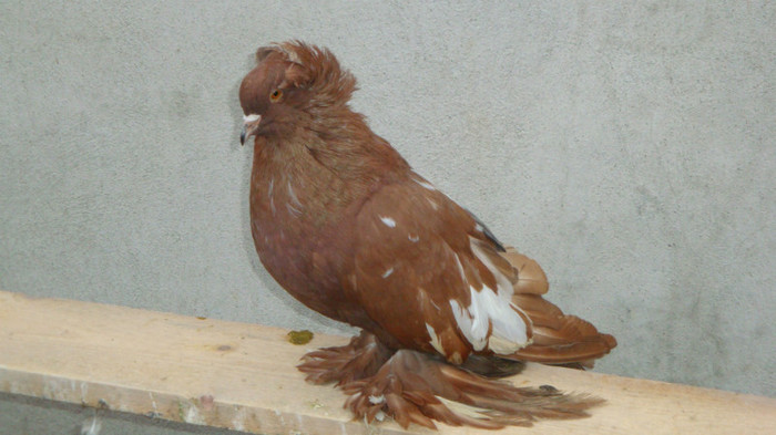 DSC00537