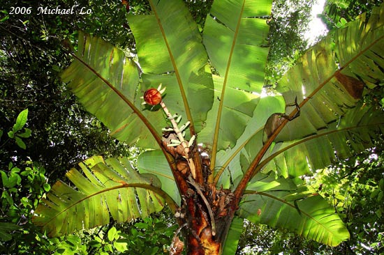 Musa borneensis