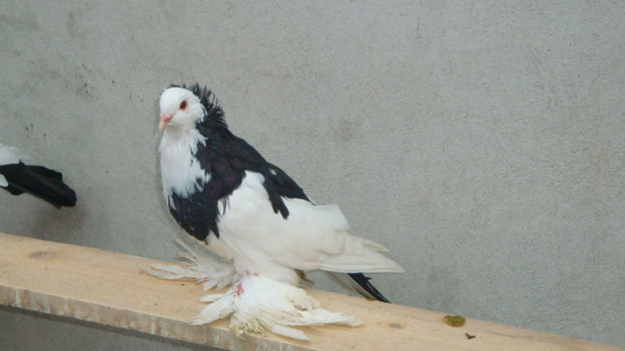 DSC00544
