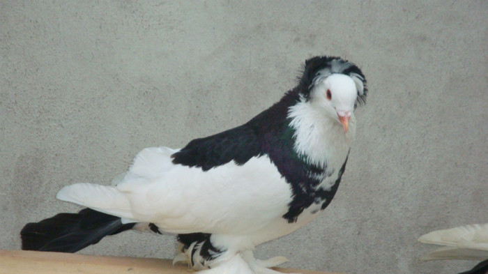 DSC00540