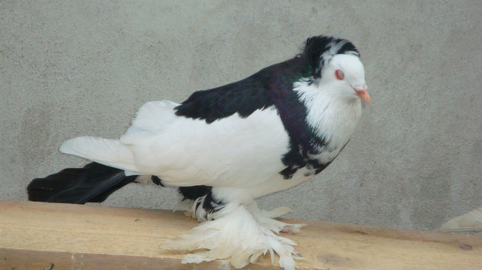DSC00541