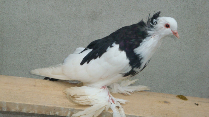 DSC00545