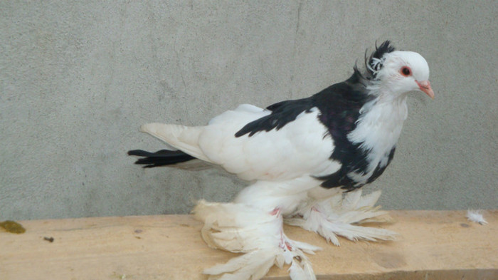DSC00546