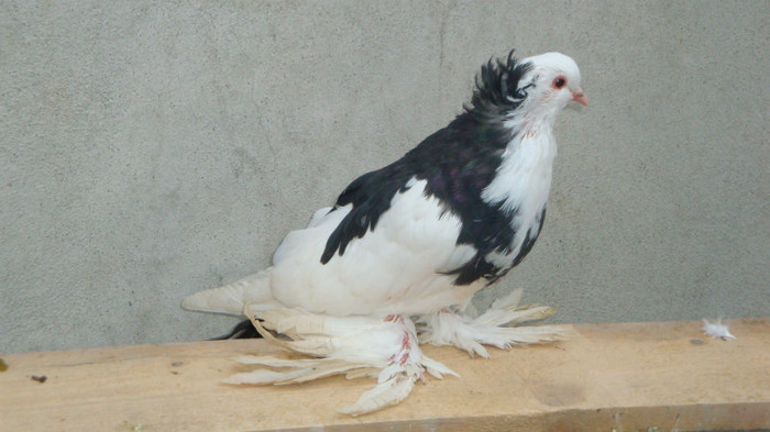 DSC00547