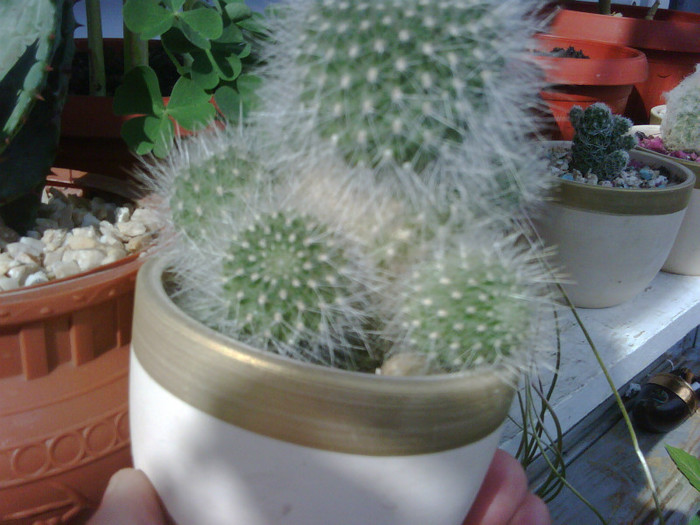 IMG00068 - COLECTIE CACTUSI 2