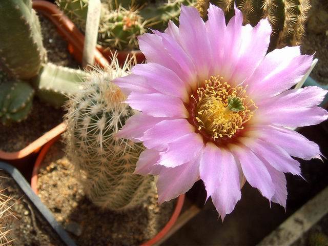 Echinocereus_bayleii_v._albispinus[1] - COLECTIE CACTUSI 2