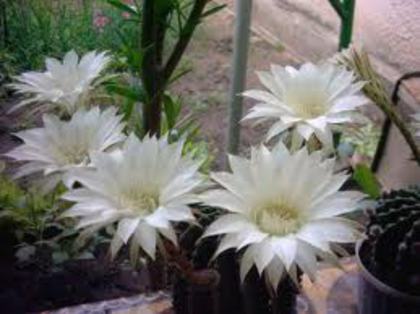 images[1] - COLECTIE CACTUSI 2