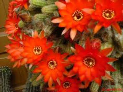 images[5] - COLECTIE CACTUSI 2