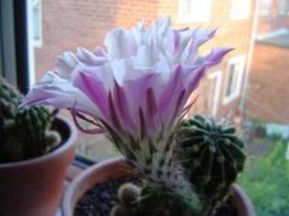 imagesCA493J53 - COLECTIE CACTUSI 2