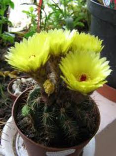 imagesCAUMGFBR - COLECTIE CACTUSI 2