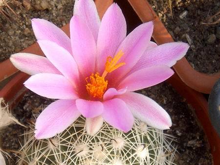 Mammillaria_boolii[1] - COLECTIE CACTUSI 2