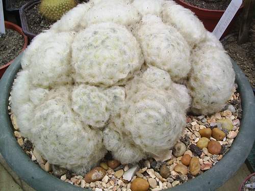 Mammillaria_plumosa[1] - COLECTIE CACTUSI 2