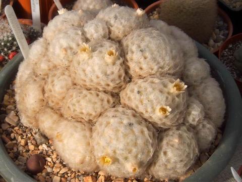 Mammillaria_plumosa_2[1] - COLECTIE CACTUSI 2