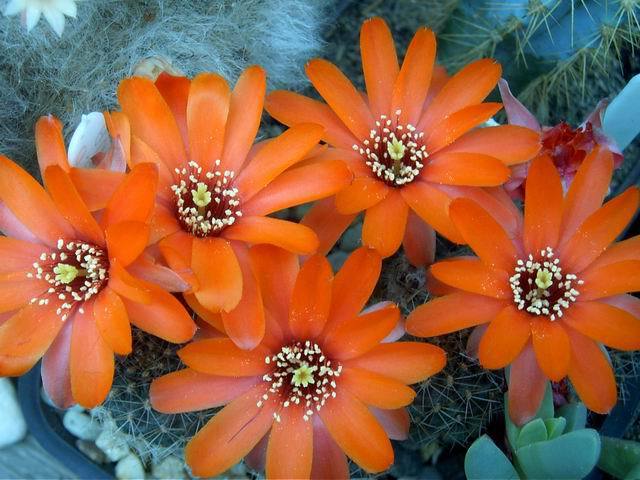 Mediolobivia__ritteri[1] - COLECTIE CACTUSI 2