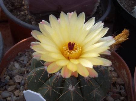Notocactus_ottonis_v._globularis[1]