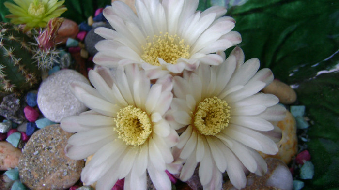 DSC06525 - COLECTIE CACTUSI 2