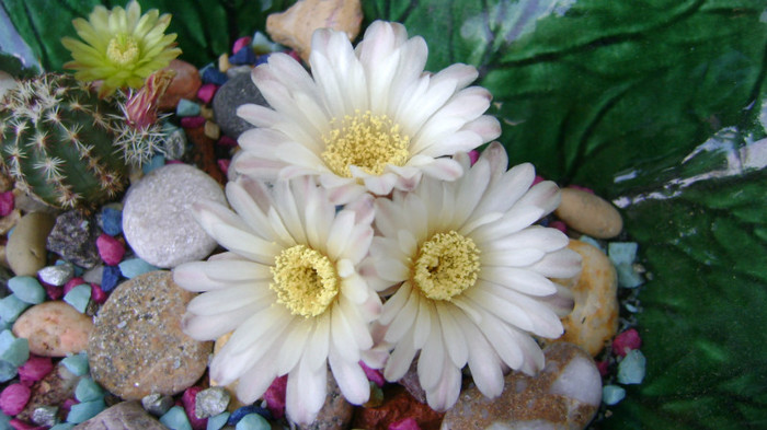 DSC06529 - COLECTIE CACTUSI 2