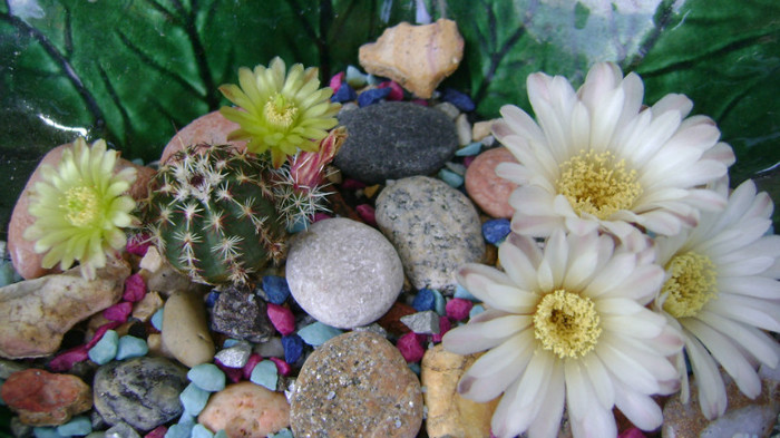 DSC06535 - COLECTIE CACTUSI 2