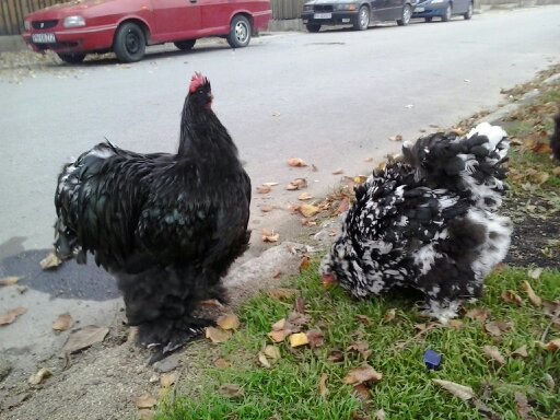 1353846986310 - COCHINCHINA NEGRU si BOBAT - Arhiva