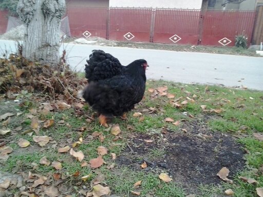 1353847010691 - COCHINCHINA NEGRU si BOBAT - Arhiva