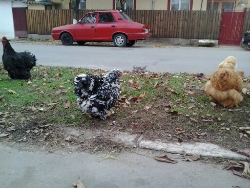 1353848069996 - COCHINCHINA NEGRU si BOBAT - Arhiva