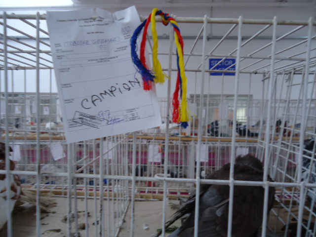 DSC02633 - Expo Internationala Cupa Banatului  Sannicolau Mare editia 21-25 nov 2012