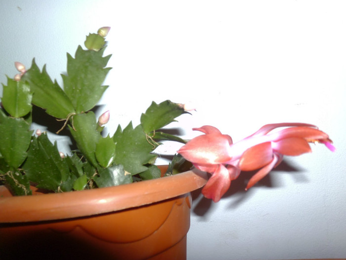 P1010273 - Flori in noiembrie