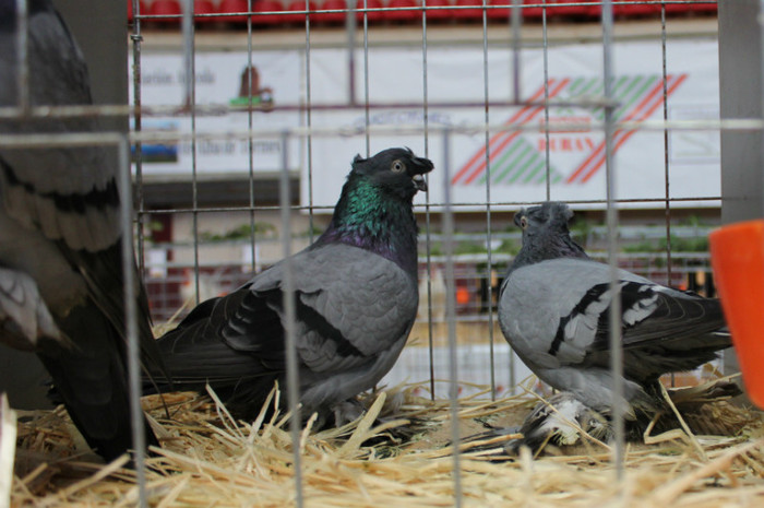 IMG_5447 - expo  Salamanca  2012