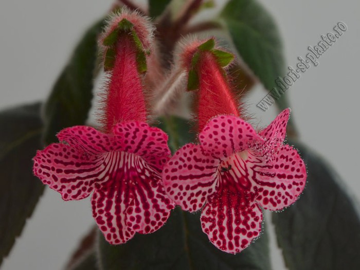 Kohleria Elise (ni); 2012
