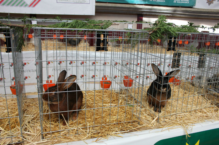 IMG_5762 - expo  Salamanca  2012