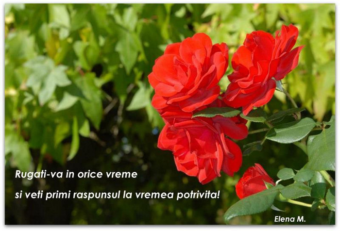 252206_382840241801845_1007110629_n - PENTRU MINE SI TINE