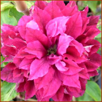 clematis_red_star - CLEMATIS 2012