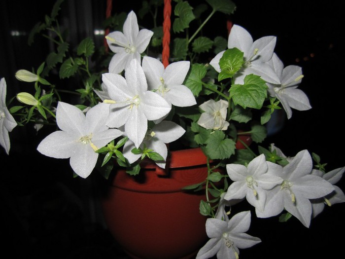 Campanula